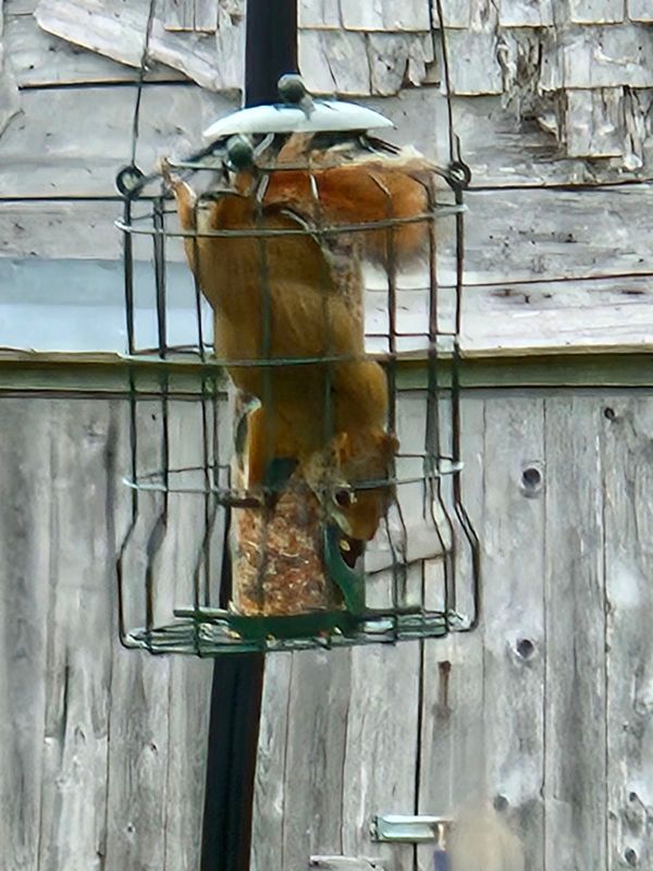 Nothing is Squirrel Proof!