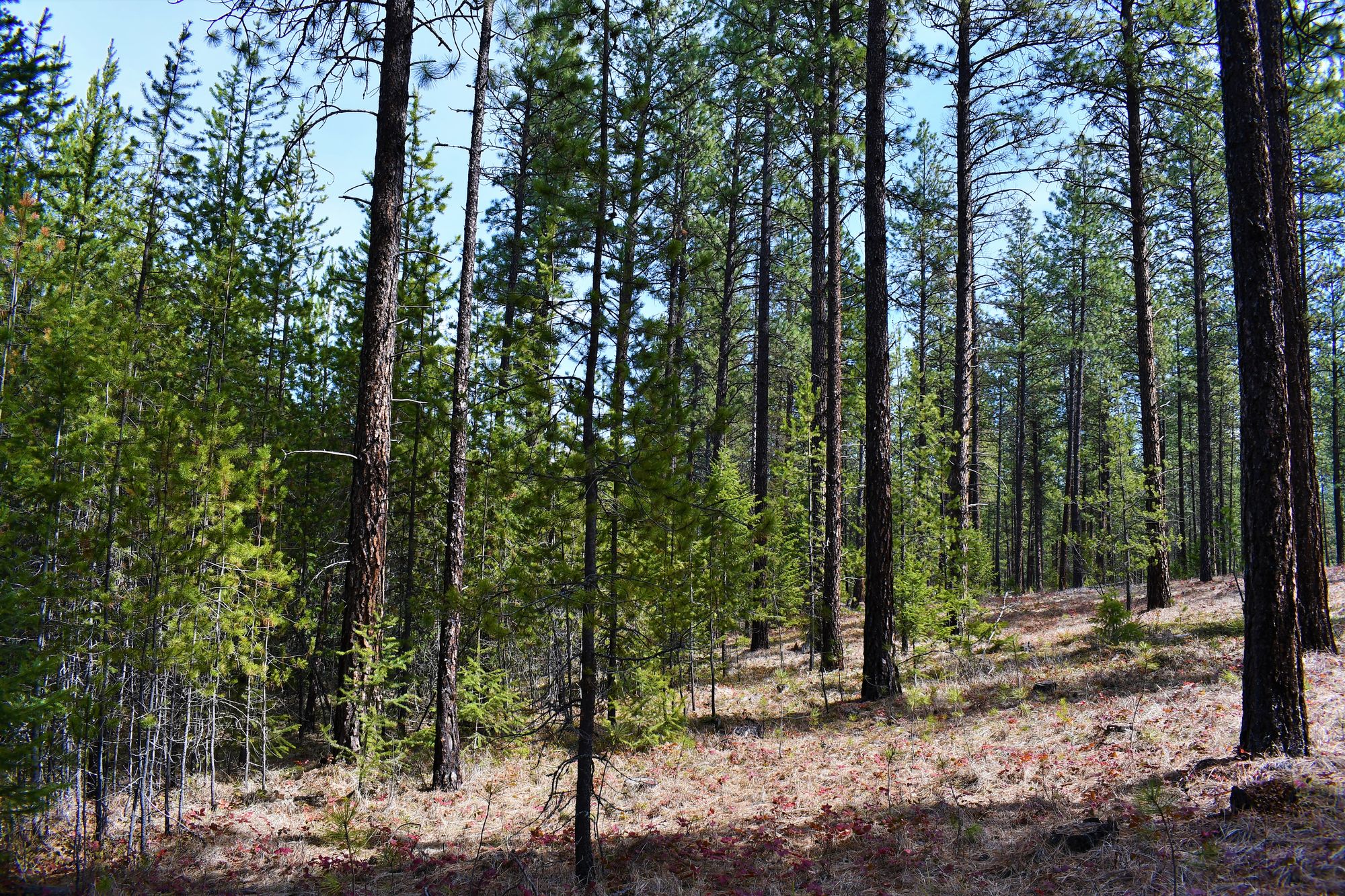 Much of the Yaak looks like what you see on the left.