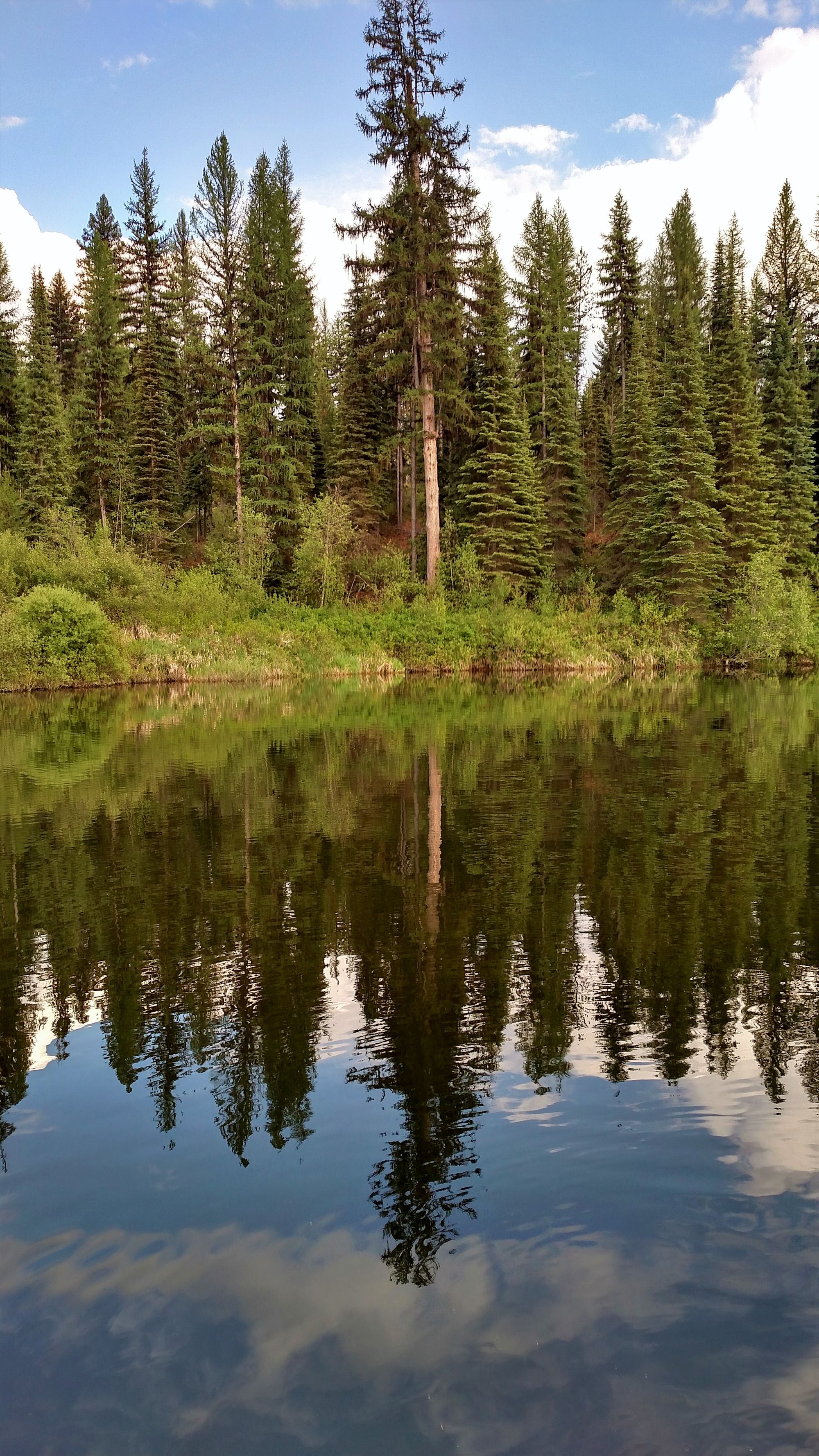Beautiful, but very dense forest and vegetation - provides ladder fuels that will feed a devastating Megafire. Stewardship will provide increased habitat and water source for healthy trees and reduce biomass that would feed wildfire.