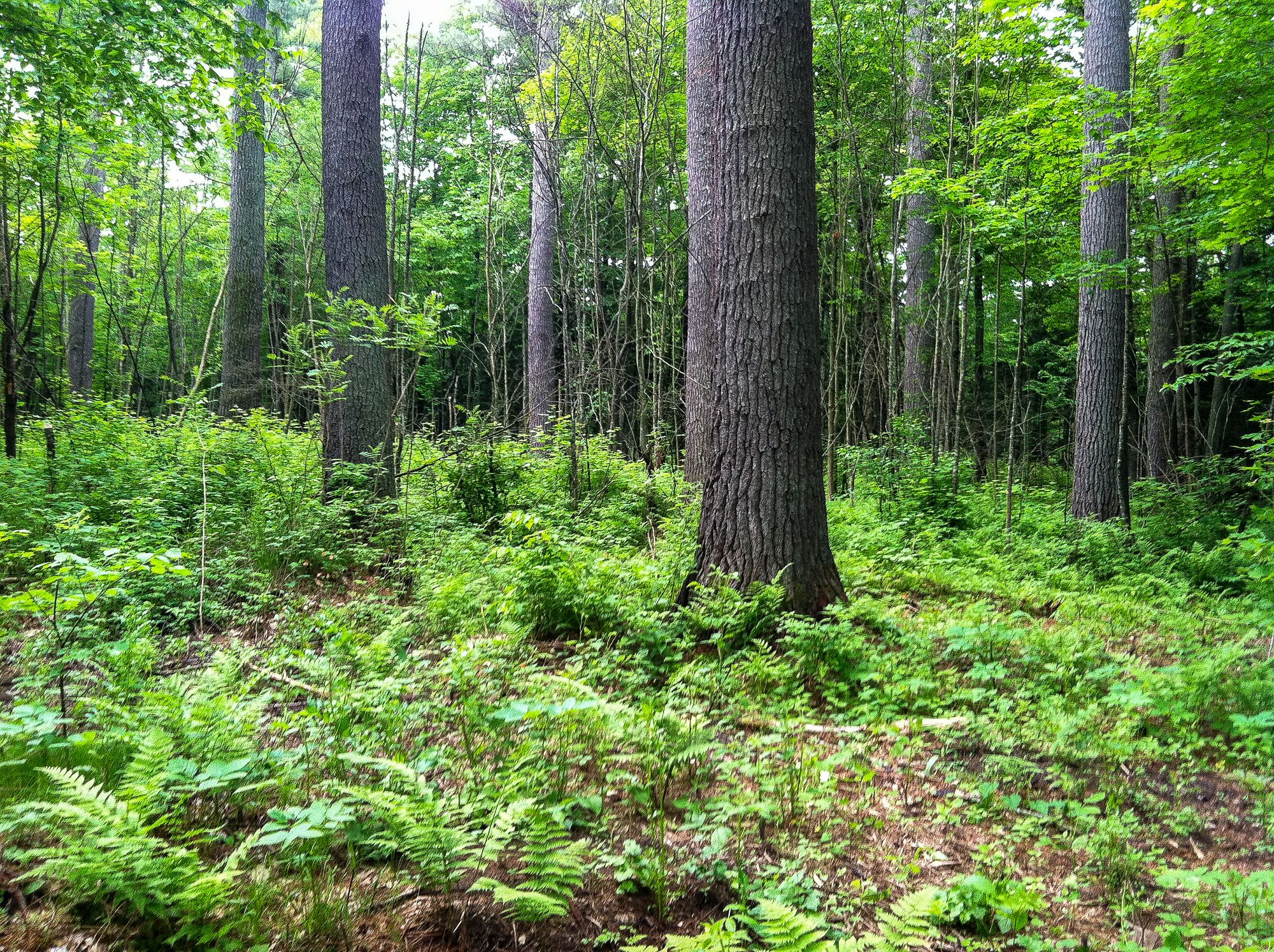 Menominee Tribal Forest