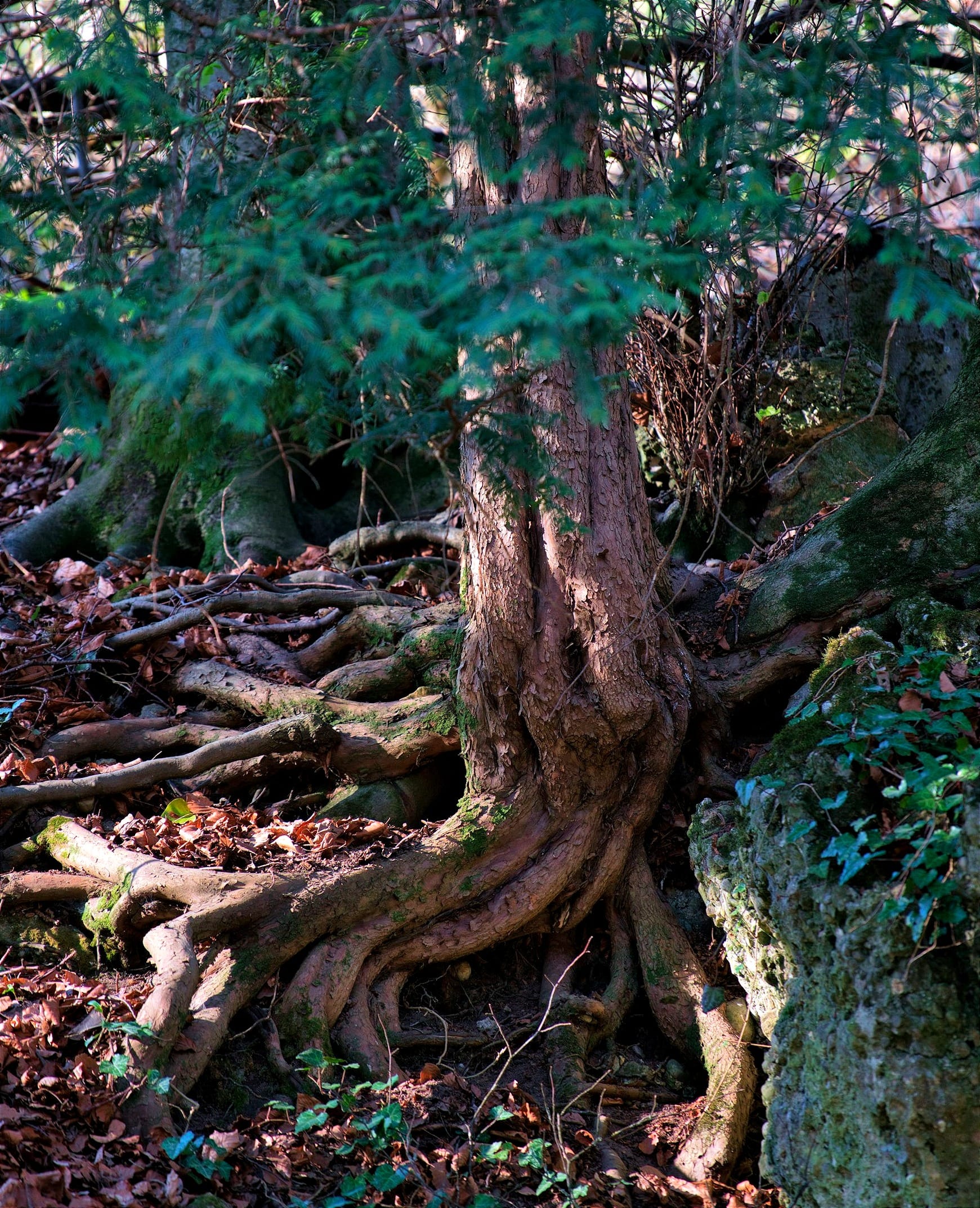 green moss on brown tree trunk