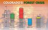 Colorado's Forest Crisis
