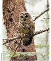 Spotted Owls Revisited: Science vs. Politics