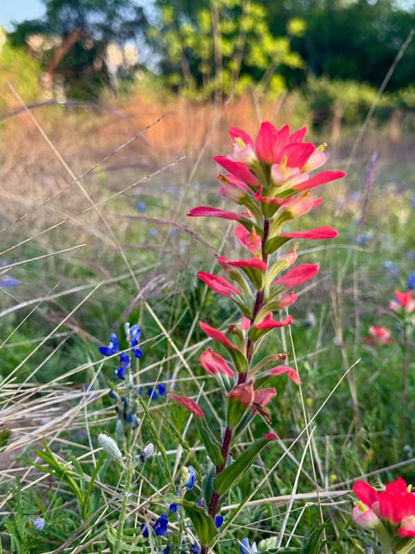Why do flowers bloom?