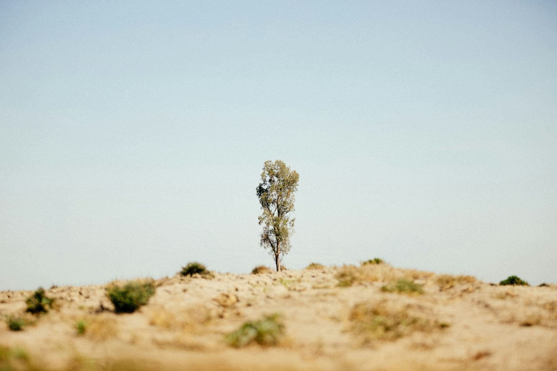 Albero solitario e indomito che sopravvive in un paesaggio arido e brullo, perfetto simbolo di adattamento evolutivo e forza primordiale.