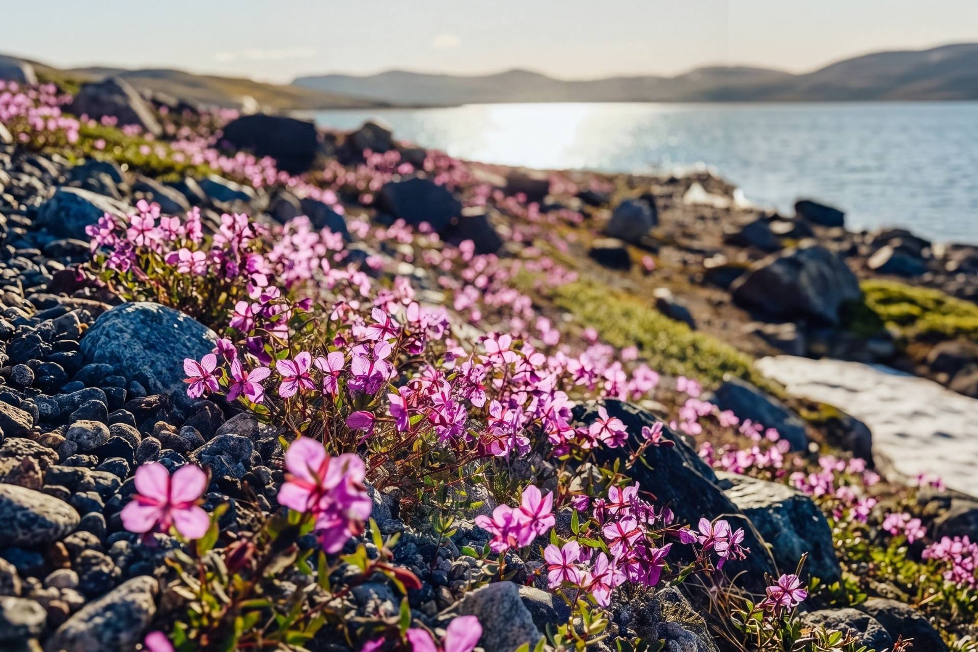 Fiori rosa su un pendio di sassi scuri; sullo sfondo uno specchio d'acqua controluce, colline lontane e una chiazza di neve.