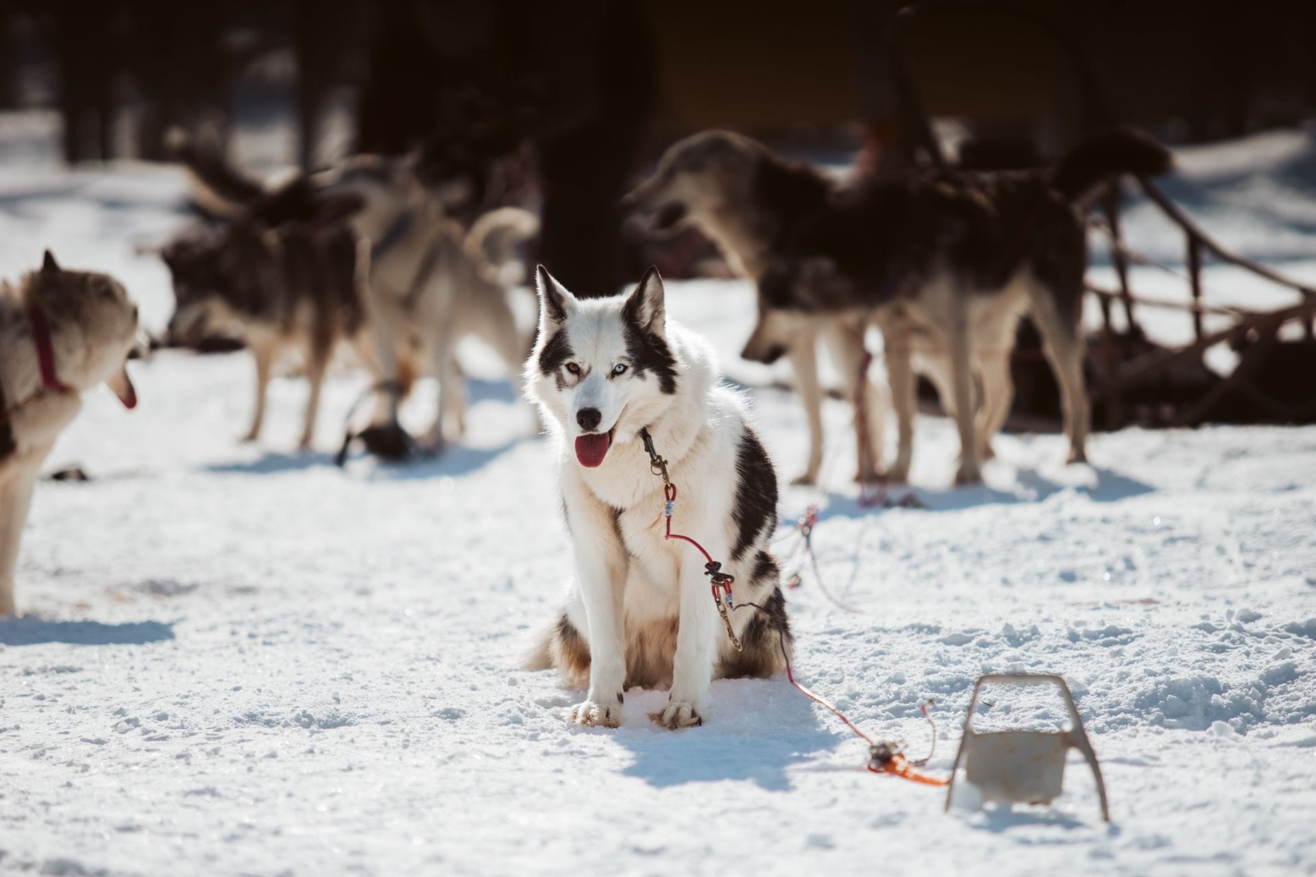 Cane da slitta seduto sulla neve, legato con una cima rossa, altri cani e una slitta alle spalle, Lapponia finlandese, 2024
