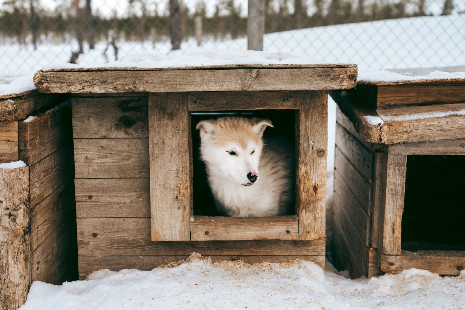 Cane giovane dal pelo chiaro affacciato all'ingresso di una cuccia di legno, con trucioli e neve, Lapponia finlandese, 2024