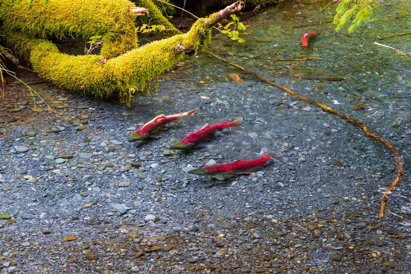 Salmoni del Pacifico durante la risalita nelle acque limpide di un fiume in Alaska.