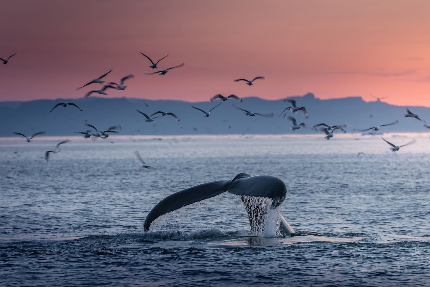 I Giganti del Nord Atlantico: guida ai cetacei d'Islanda