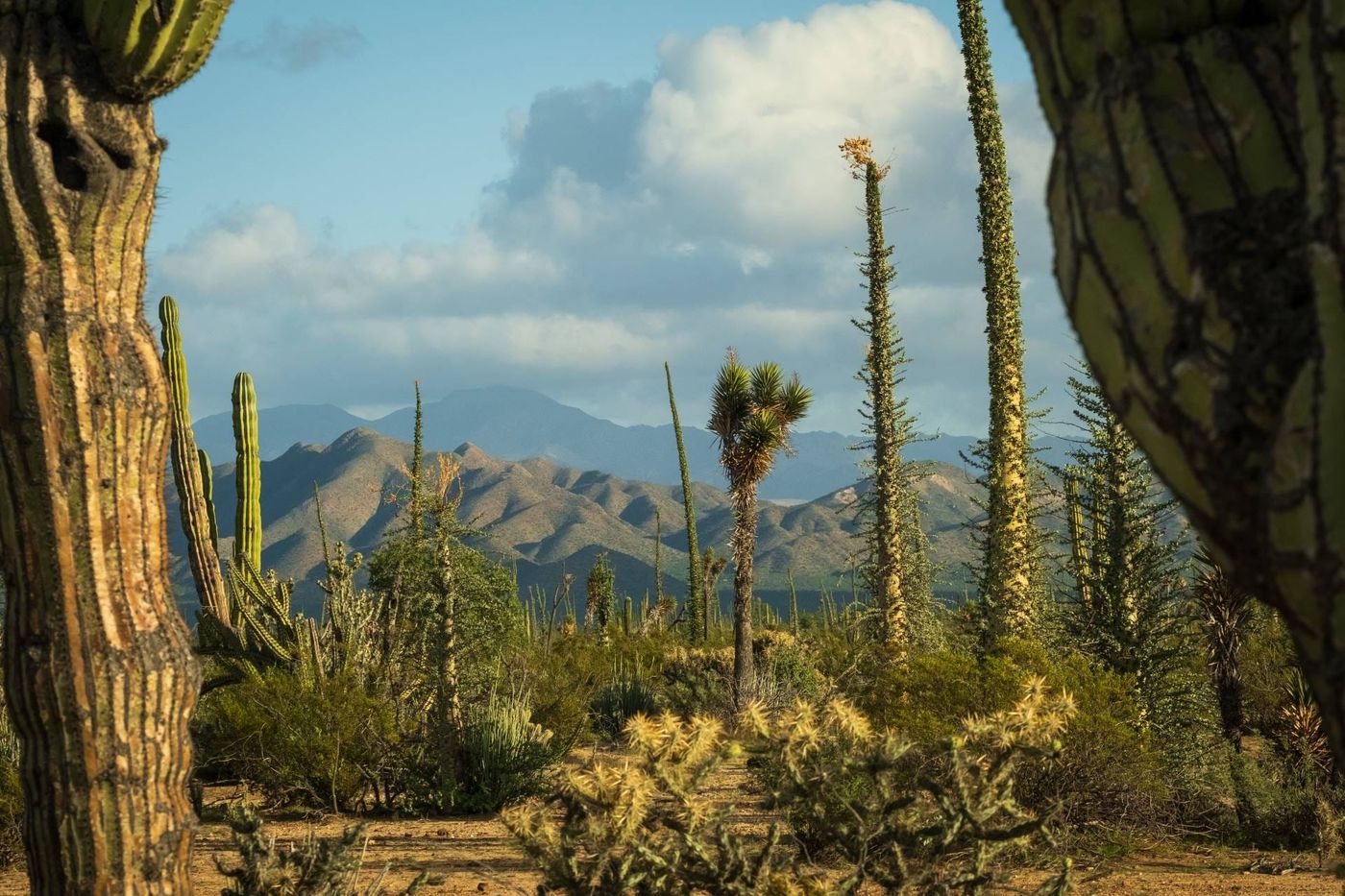 Cactus cardón, cirio e yucca nel deserto del Vizcaíno, in Baja California Sur, con montagne sullo sfondo