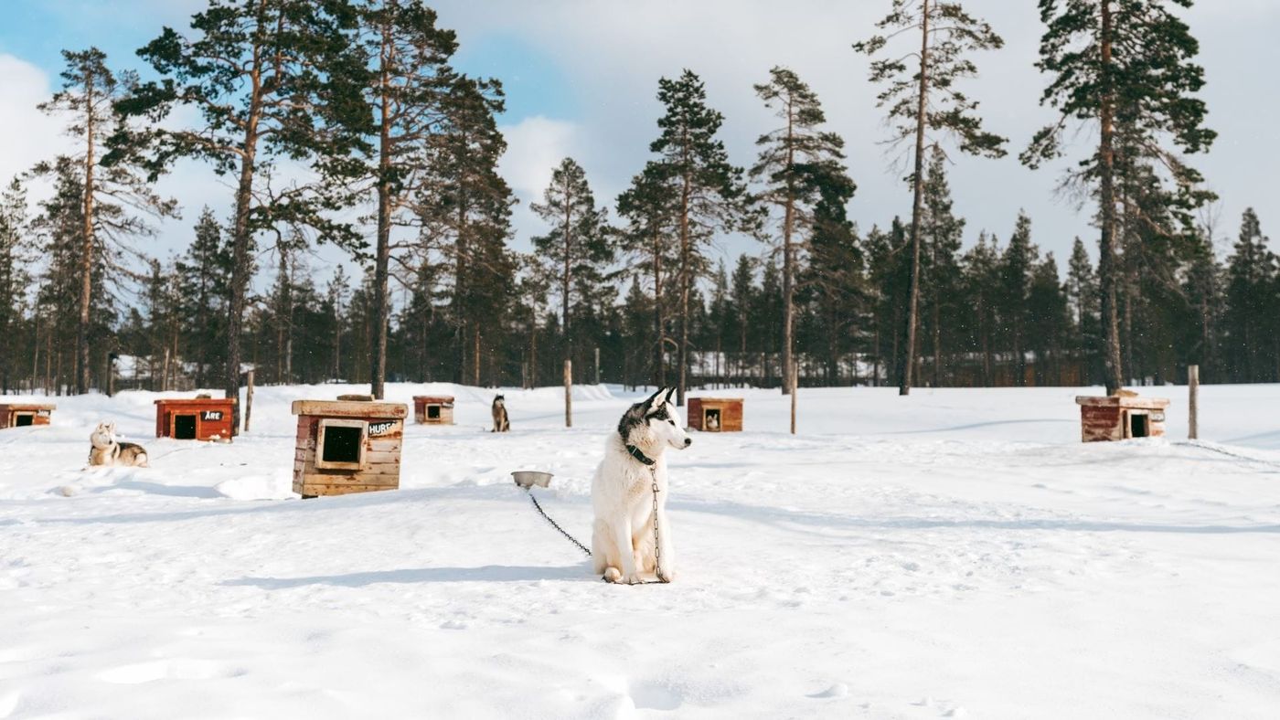 Cane di tipo husky seduto sulla neve, legato a una catena, davanti a cucce di legno tra i pini, Lapponia finlandese, 2024