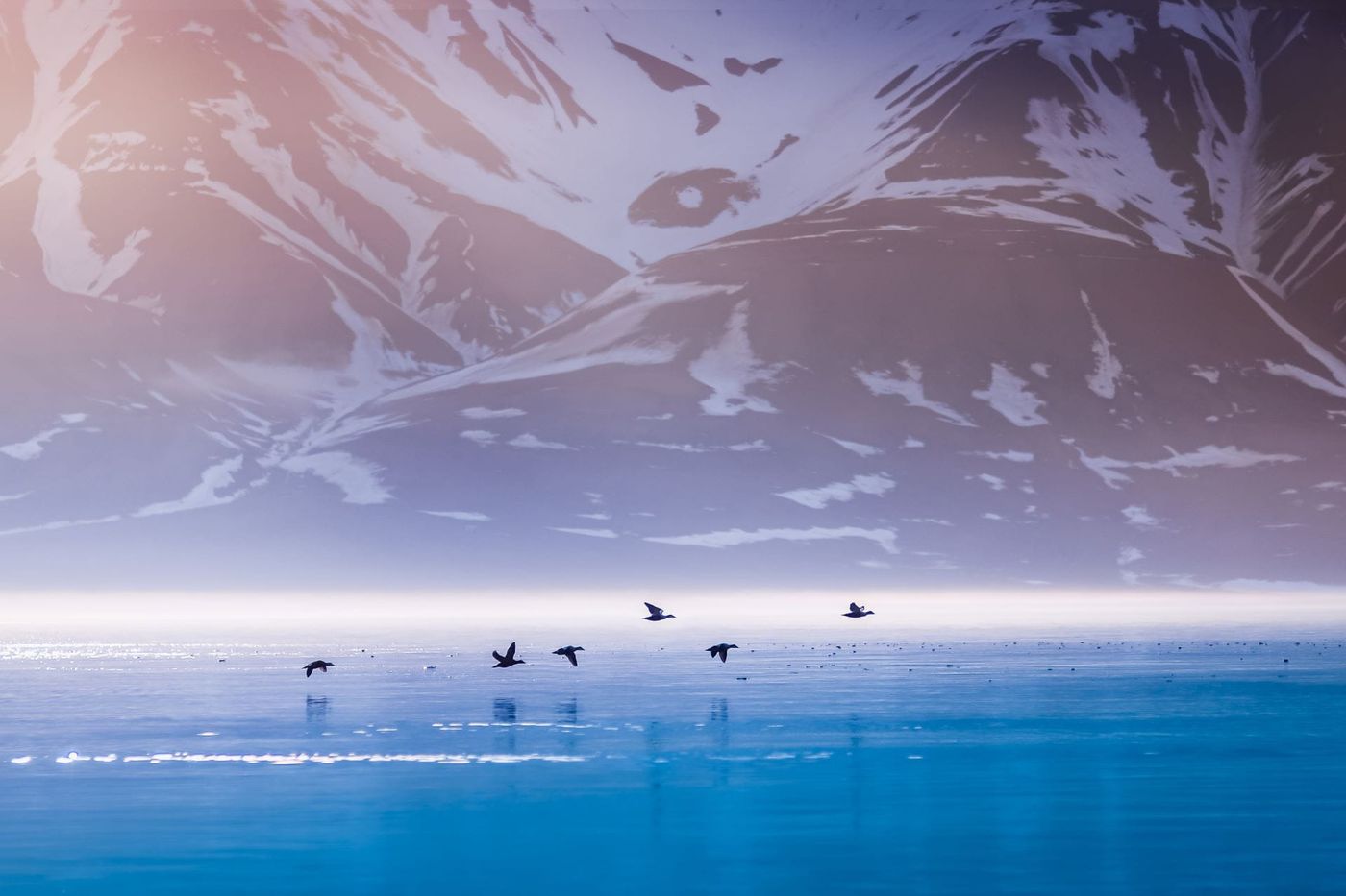Uccelli marini in volo sull'acqua di un fiordo delle Svalbard, davanti a montagne con chiazze di neve