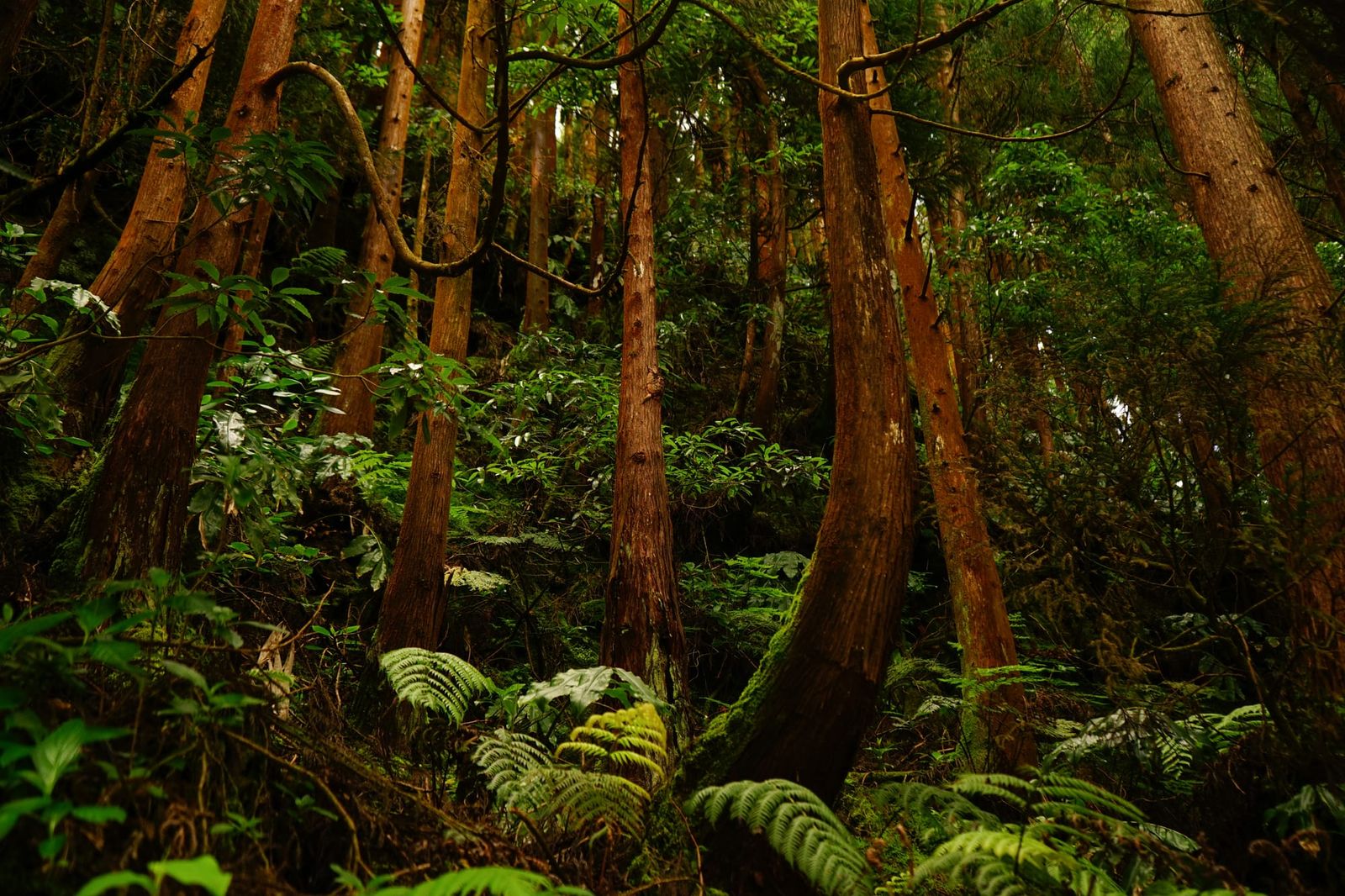 La foresta di laurisilva delle Azzorre