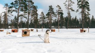 Cane di tipo husky seduto sulla neve, legato a una catena, davanti a cucce di legno tra i pini, Lapponia finlandese, 2024
