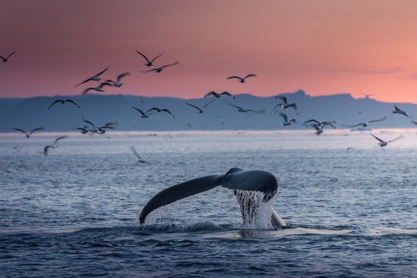I Giganti del Nord Atlantico: guida ai cetacei d'Islanda
