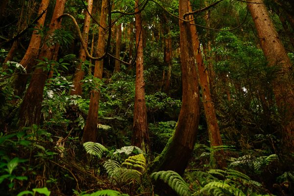 Scorcio della fitta foresta di laurisilva delle Azzorre, con tronchi di alberi secolari ricoperti di muschio e una leggera nebbia.