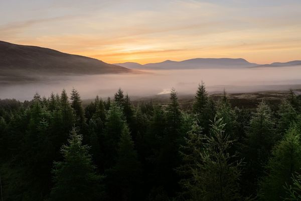 Bosco di abeti immerso nella nebbia mattutina con vallata e montagne, ambiente ideale per respirare i fitoncidi e combattere la crisi del comfort.