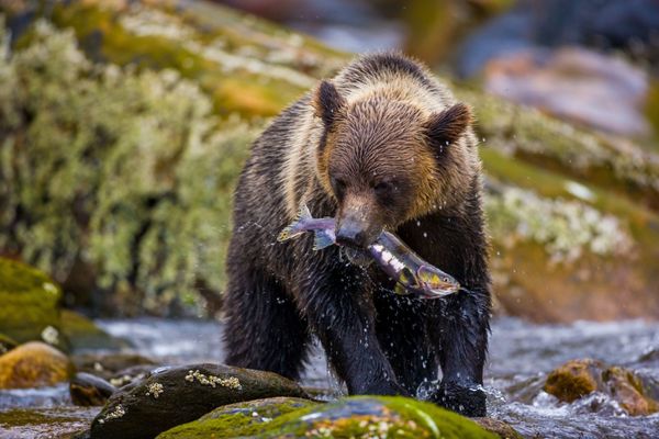 Orso bruno con un salmone in bocca in un torrente dell'Alaska, tra rocce coperte di muschio e licheni
