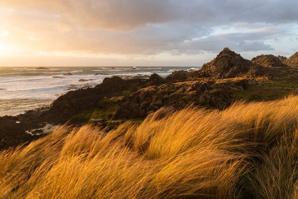 Erba dorata piegata dal vento su una costa rocciosa della Tasmania occidentale al tramonto, con onde dell'oceano