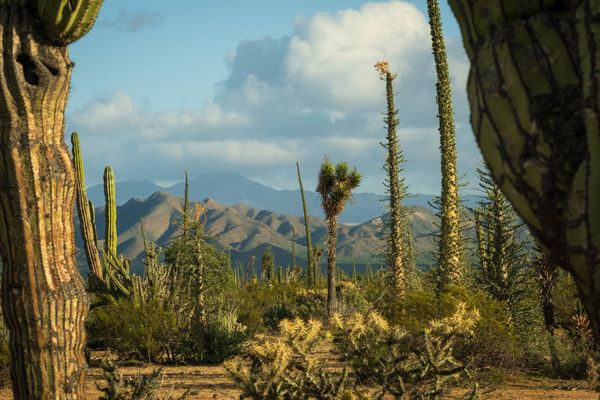 Cardón alto più di dieci metri nel deserto di Vizcaíno in Baja California Sur, con il cielo limpido
