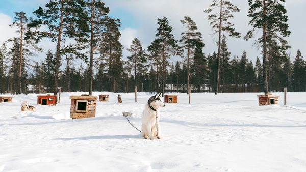 Cane di tipo husky seduto sulla neve, legato a una catena, davanti a cucce di legno tra i pini, Lapponia finlandese, 2024