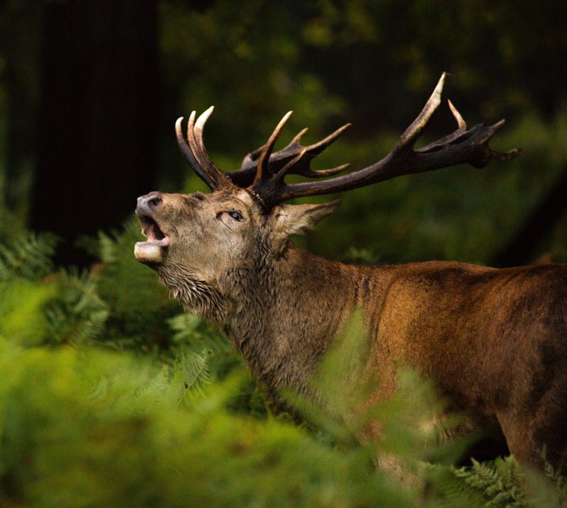 La maestosità del Cervo nel Parco Nazionale dello Stelvio