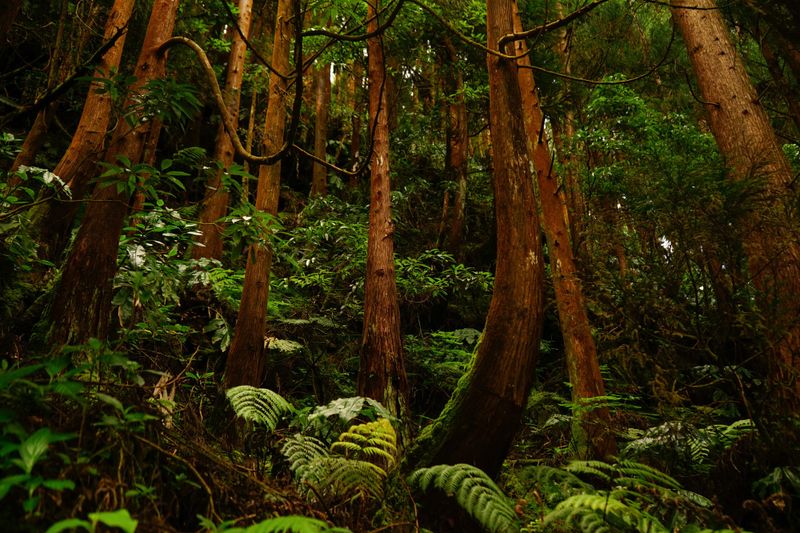La foresta di laurisilva delle Azzorre