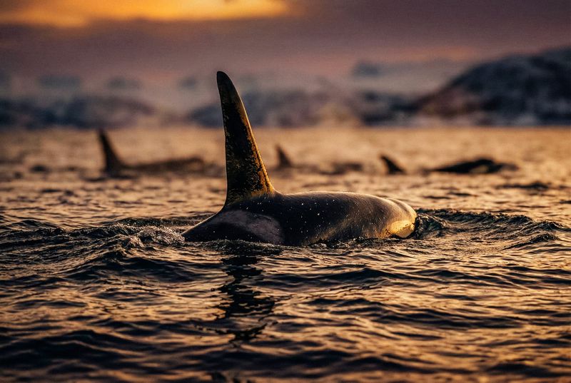 Skjervøy. Le orche, le aringhe e il pesce senza memoria