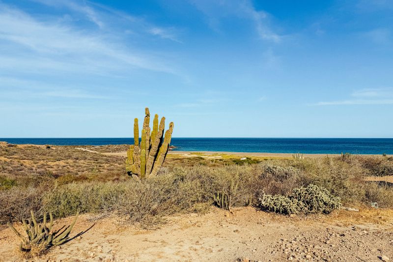 I custodi dell’abisso: come un villaggio nel deserto ha resuscitato il Mar di Cortez