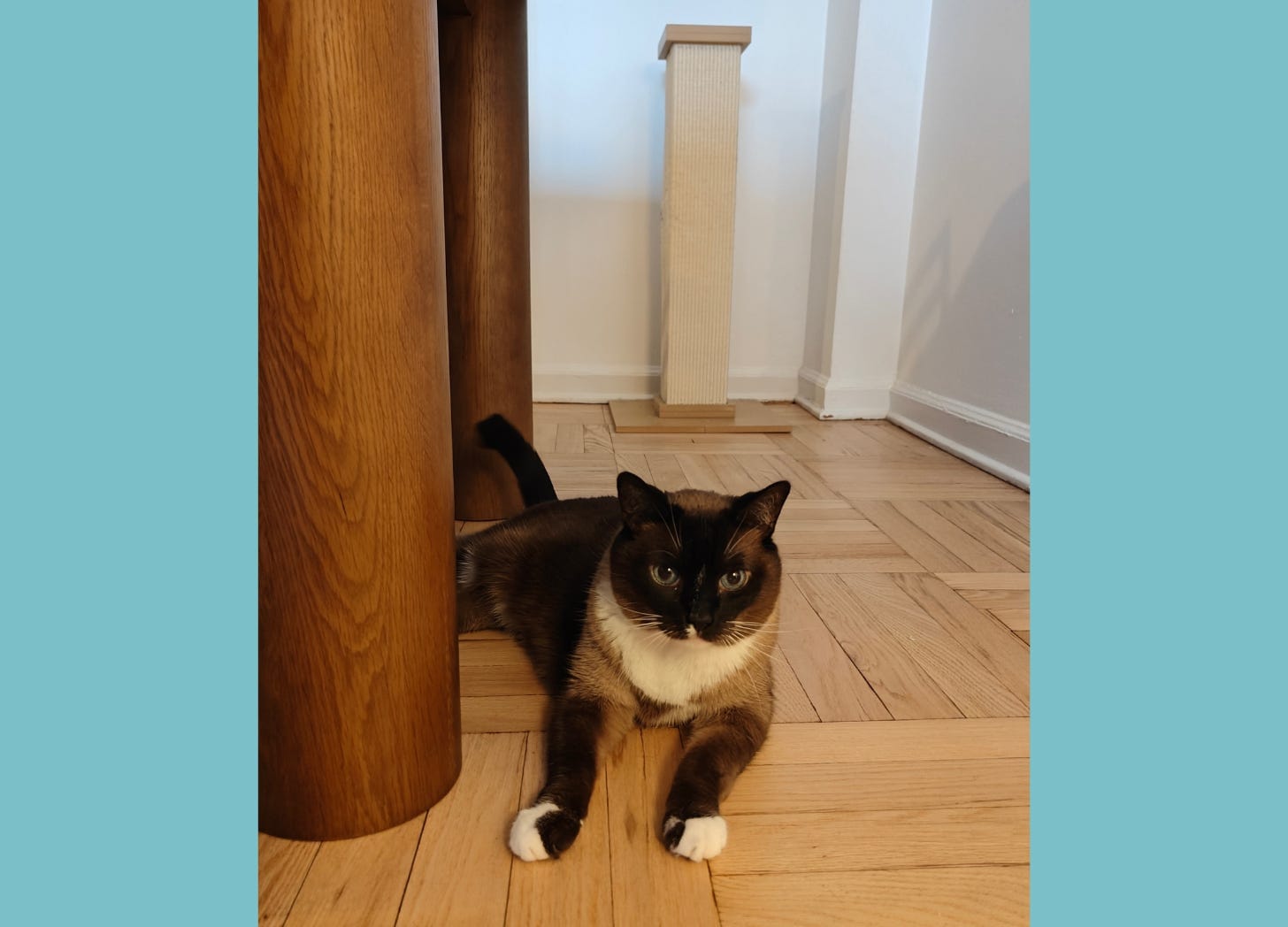 Photo of a cat