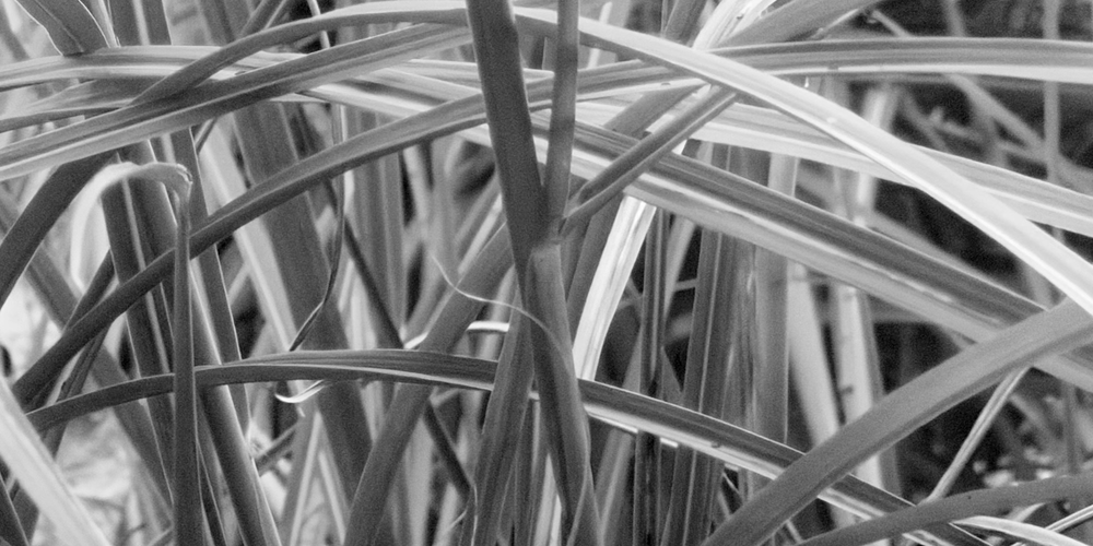 zoomed in black and white picture of grass, drying due to the approaching winter