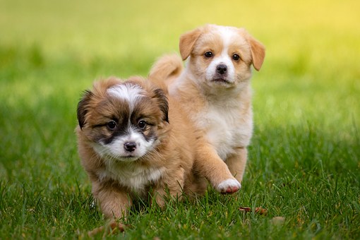 animal-1134504__340