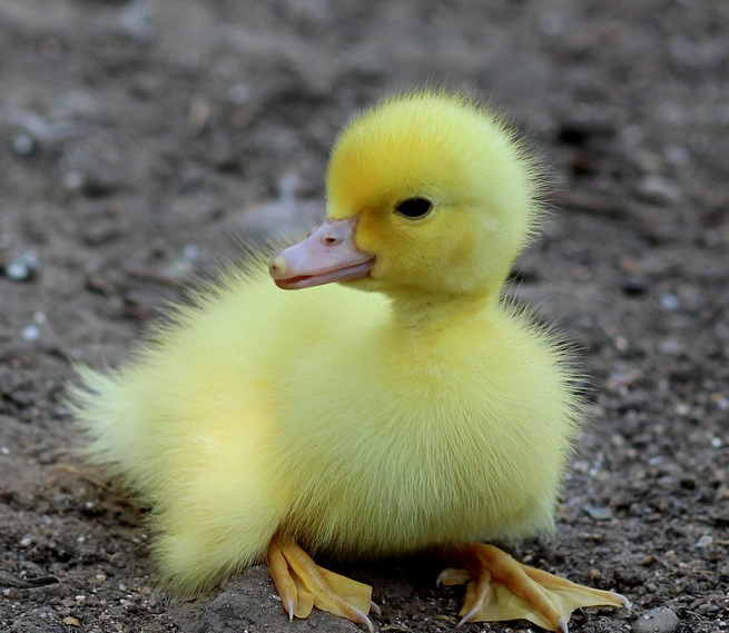 duckling