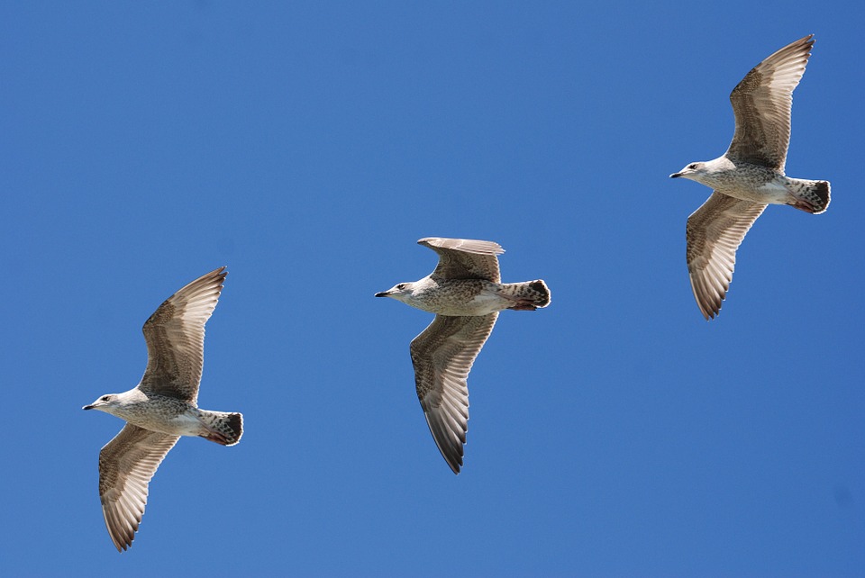 gulls-343235_960_720