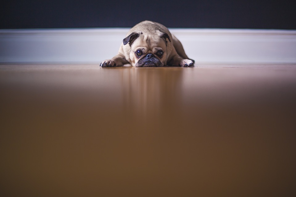 pug-1209129_960_720