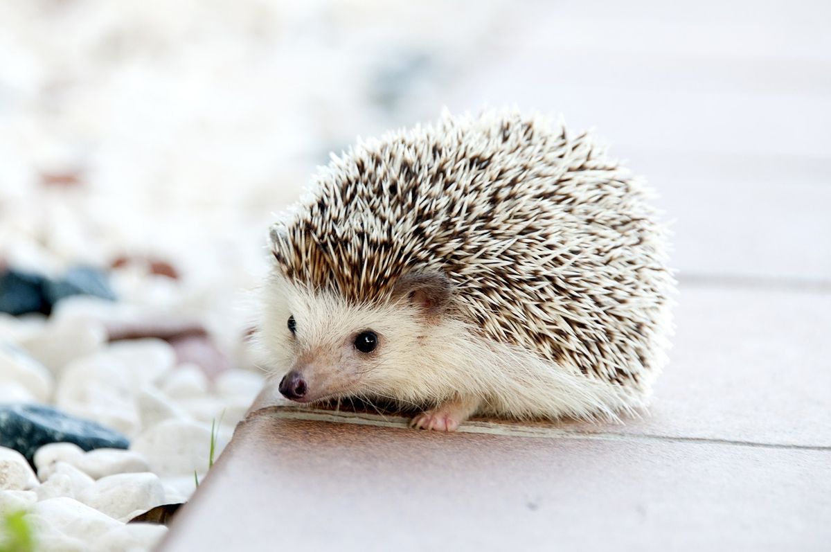 These 12 adorable baby animals are very worried about the US Census and you should be too
