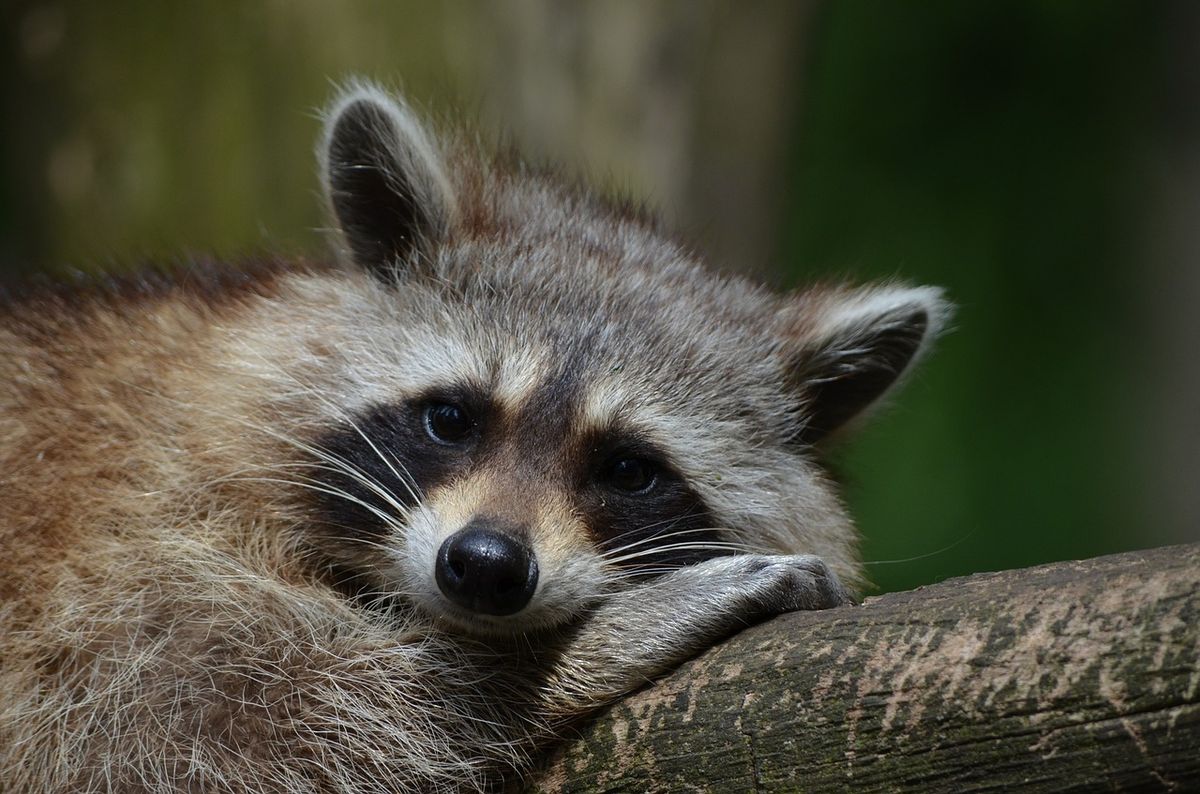 Answers on grant proposals if nonprofits were brutally honest with funders