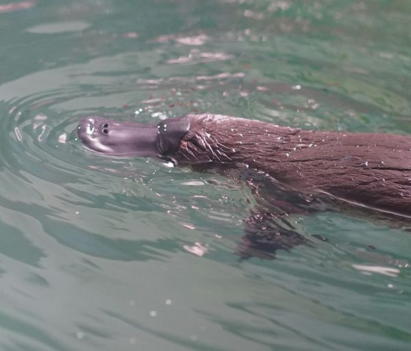 Nonprofits, time to be less like a unicorn and more like a platypus