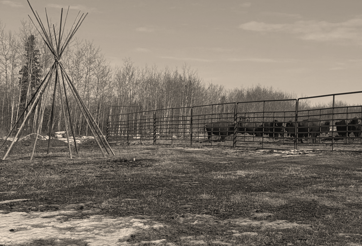 The Case for Indigenous Impact Statements: A New Standard for ESG Credibility in Canada