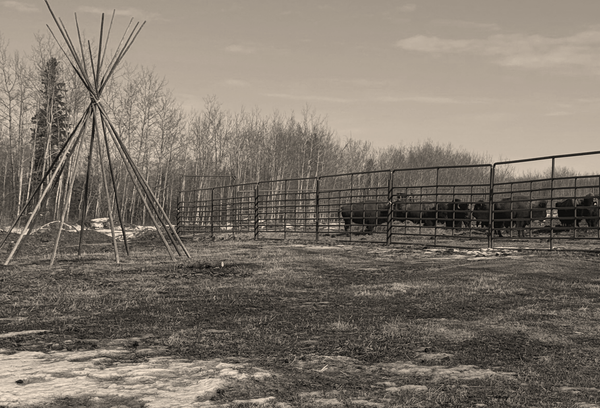 The Case for Indigenous Impact Statements: A New Standard for ESG Credibility in Canada