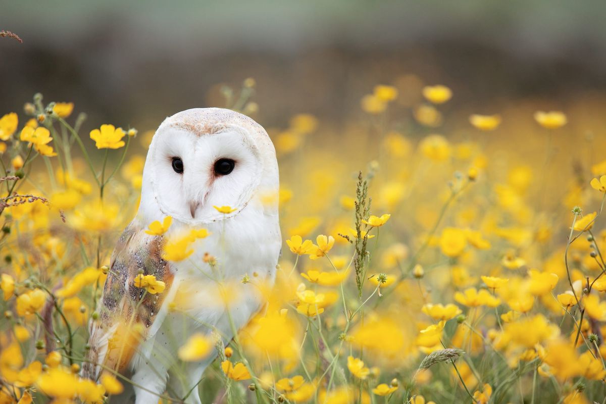 About The Biggar Owl Group