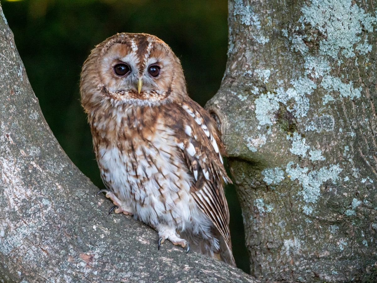 Tawny owl perched between a tree trunk and branch.