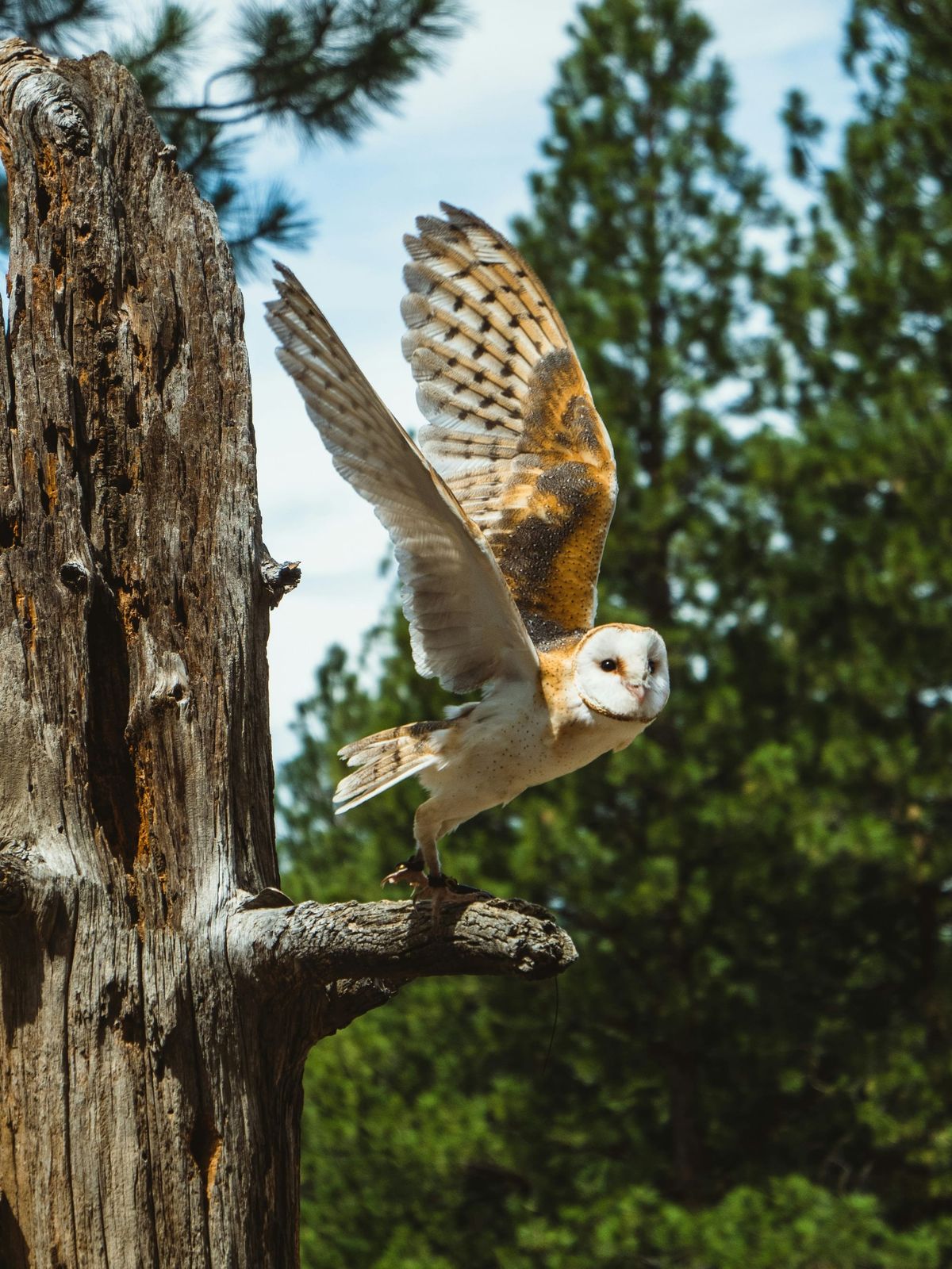 Why record and monitor owls?