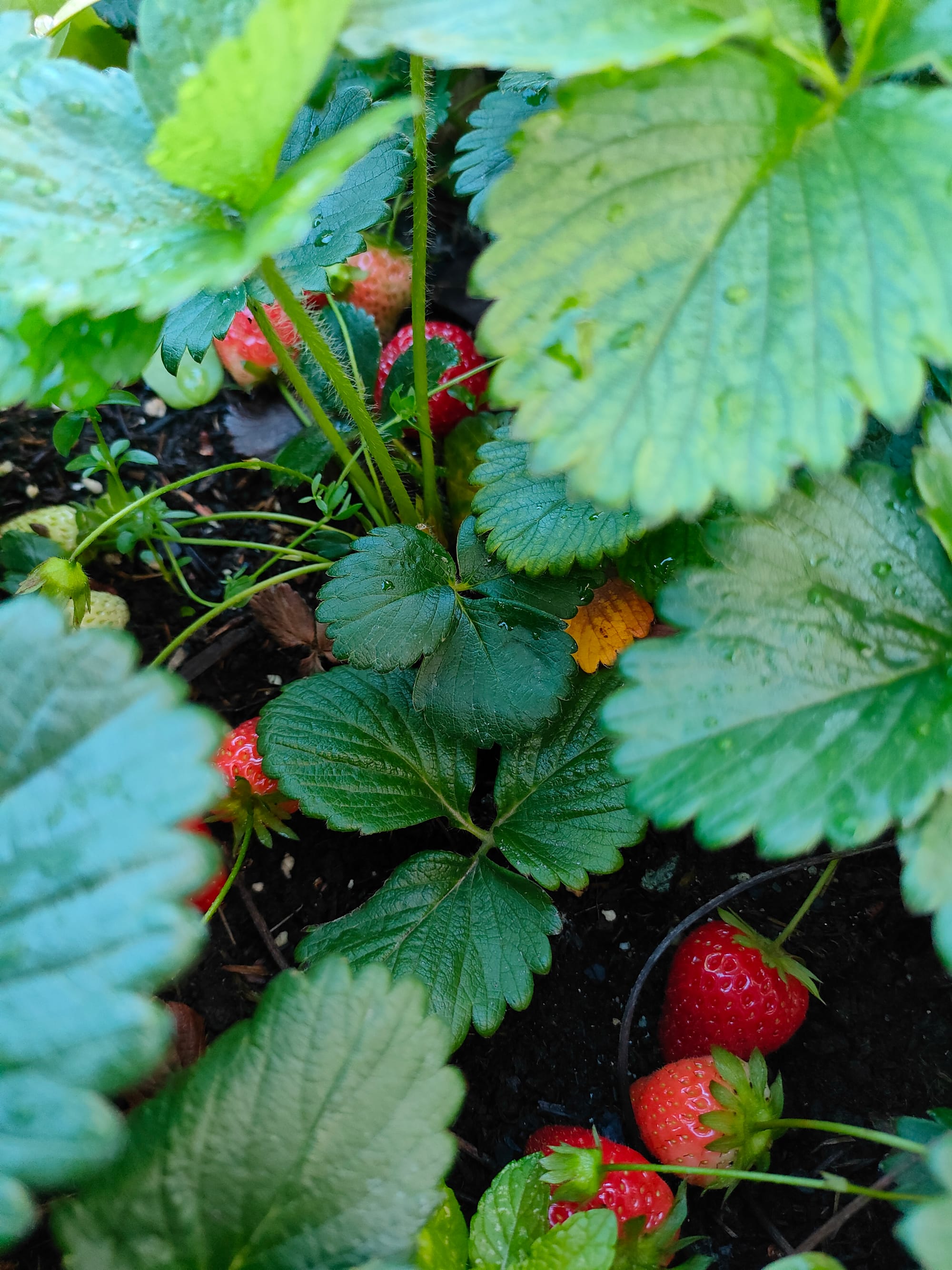 close up de plantas de fresas con rocío de la mañana