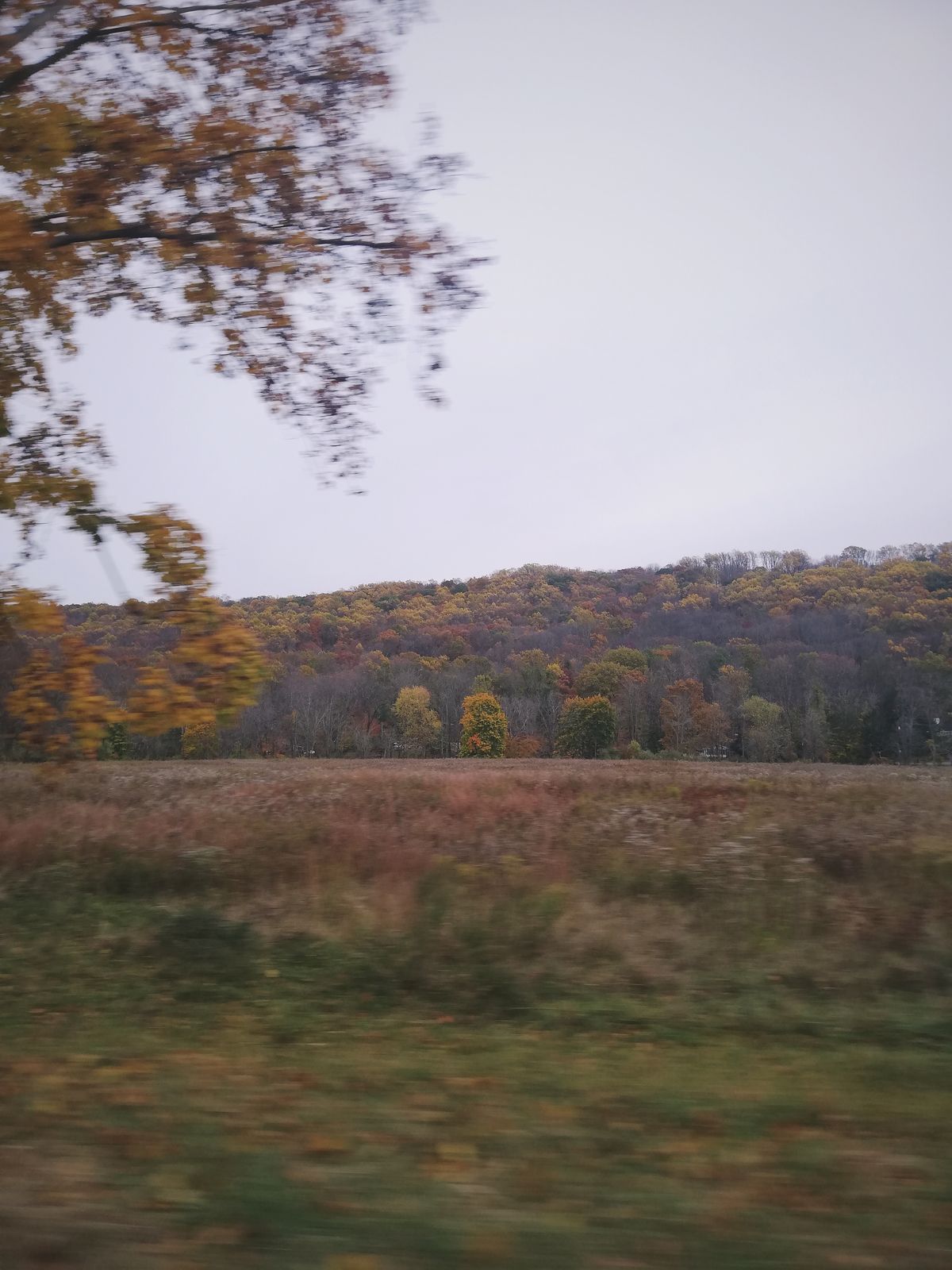 yo quise a Dolly primero