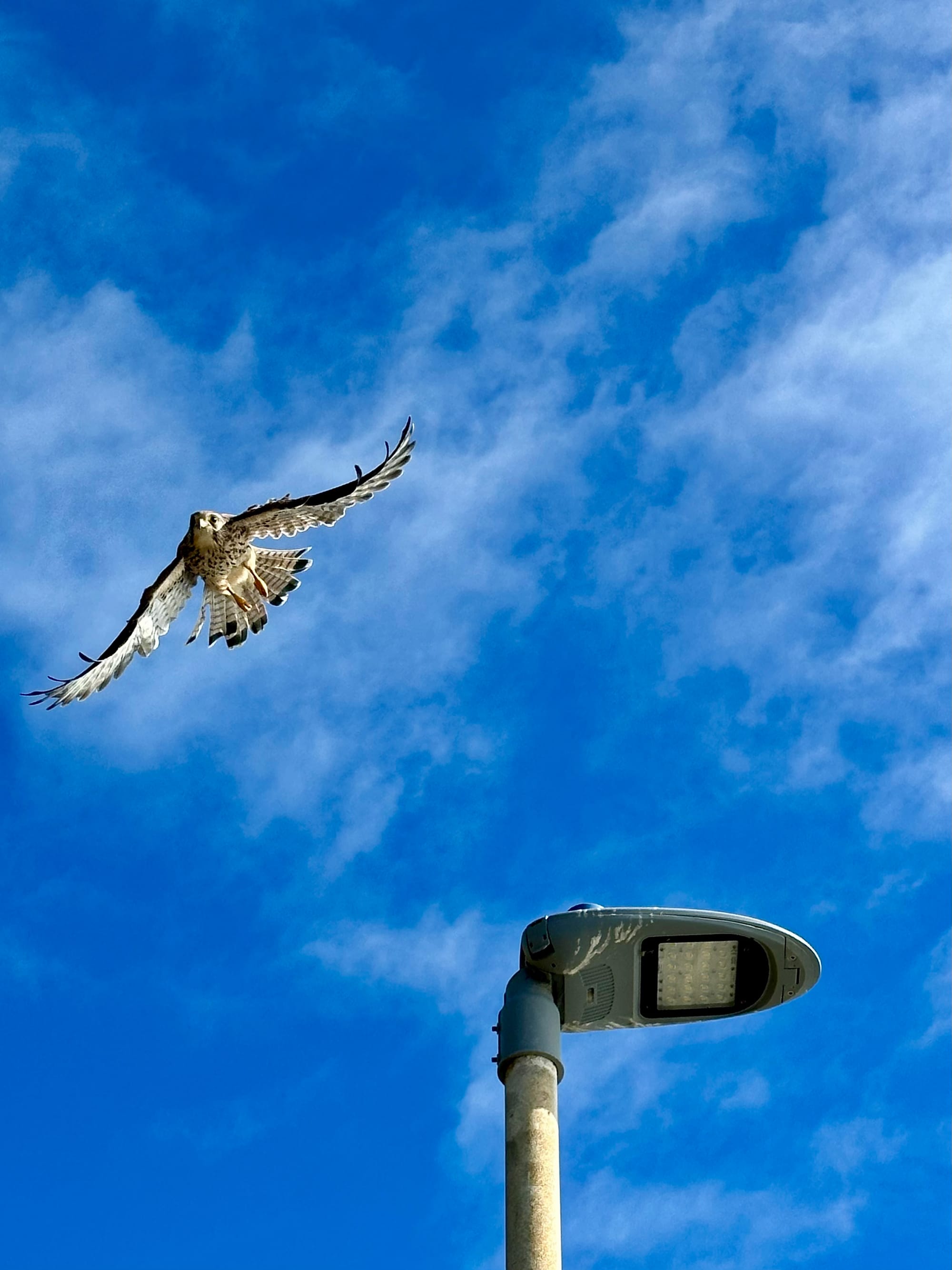 Kestrel caught mid-flight taking off from a lamppost.
