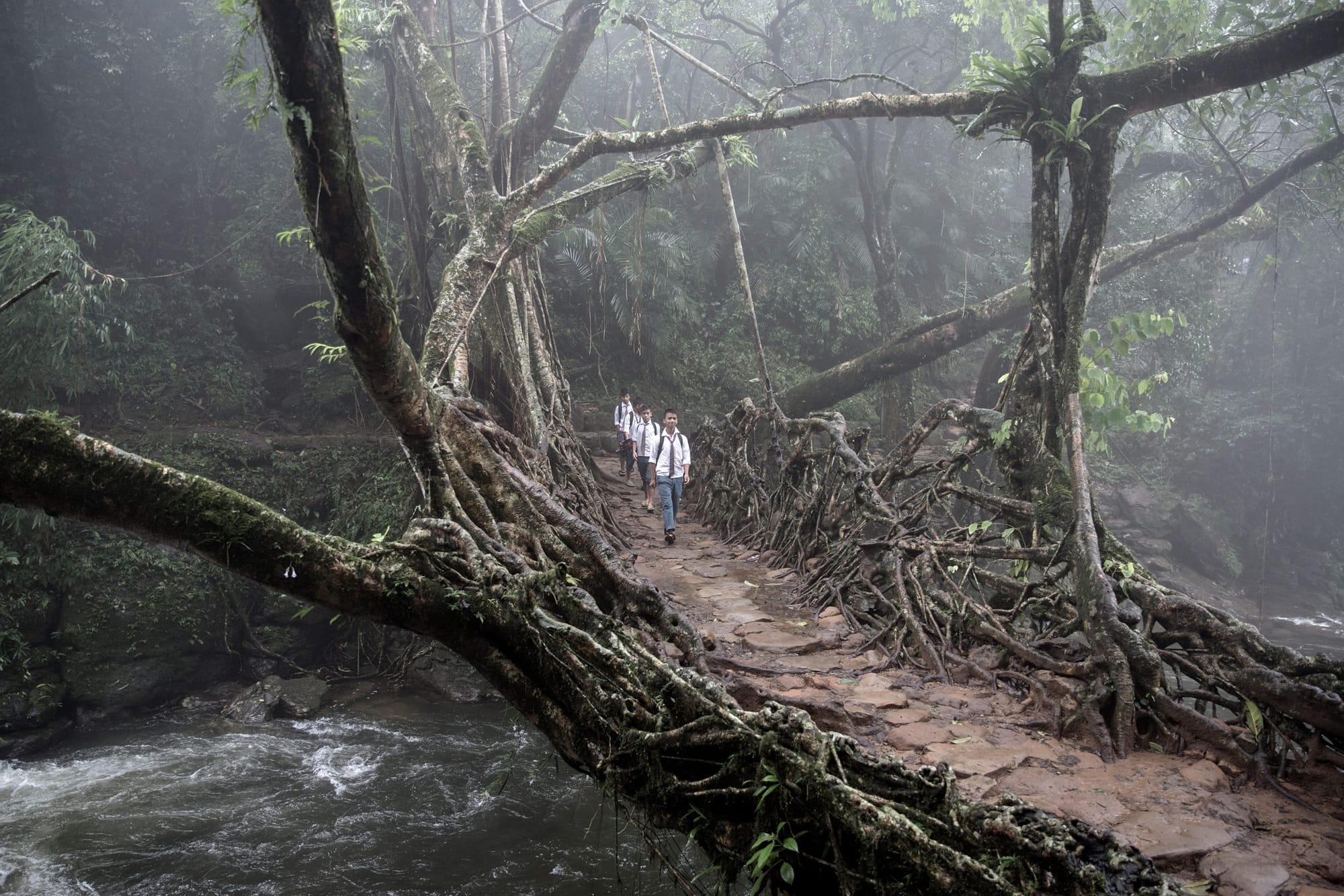 Photo of a living root bridge in the East Khasi Hills of Meghalaya, India showing a number of school children walking across it.