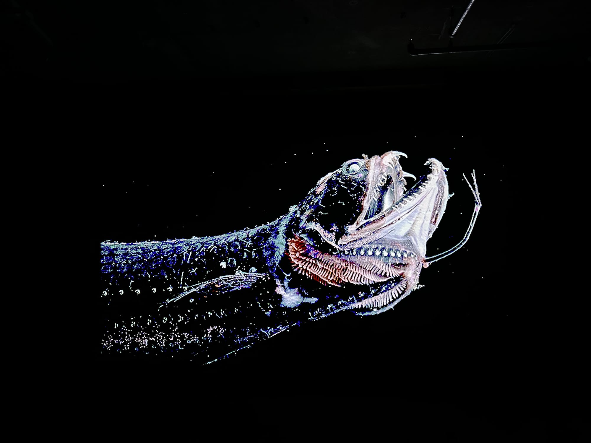 Still from APEX by Arthur Jafa (fish).