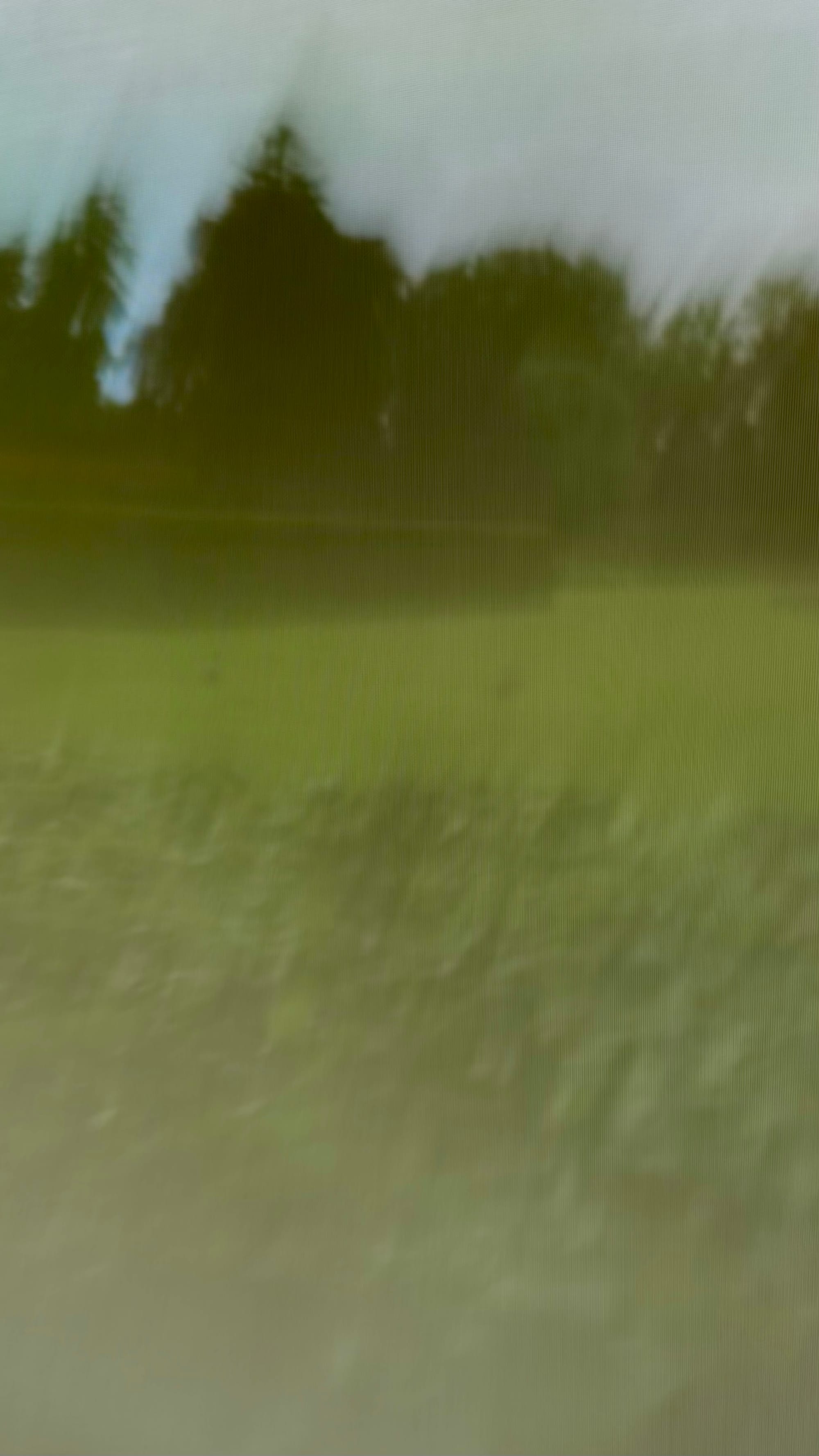 Out of focus photo taken while at Louisiana Museum in Denmark, showing their green garden blurred.